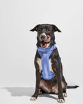 Load image into Gallery viewer, Wild One - Harness: Moonstone / MEDIUM