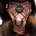 Load image into Gallery viewer, Pablo & Co. Boutique - Kensington: No Pull Adventure Harness: S