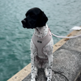 Load image into Gallery viewer, Brown Tweed Adjustable Neck Harness