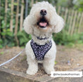 Load image into Gallery viewer, Black Leopard Adjustable Neck Harness