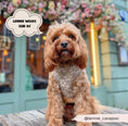 Load image into Gallery viewer, Cocopup London - 🌸 Mocha Flower Adjustable Neck Harness