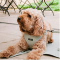 Load image into Gallery viewer, Cocopup London - 🌿 Sage Tweed Adjustable Harness