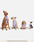 Load image into Gallery viewer, Cushioned Dog Harness: Moonstone