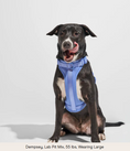 Load image into Gallery viewer, Cushioned Dog Harness: Moonstone