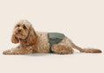 Load image into Gallery viewer, Snooza - Washable Dog Nappy Band - Twin Pack for Male Dogs