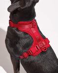 Load image into Gallery viewer, Wild One - Harness: Moonstone / MEDIUM