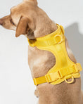 Load image into Gallery viewer, Wild One - Harness: Moonstone / MEDIUM