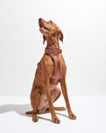 Load image into Gallery viewer, Wild One - Harness: Moonstone / MEDIUM