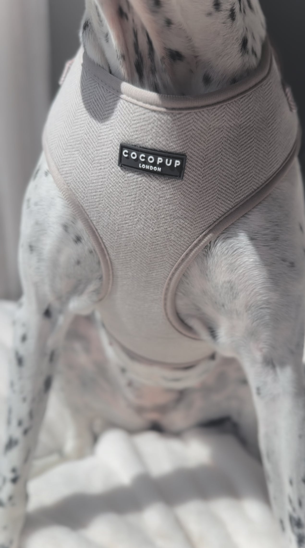 How to Choose the Right Harness Style for Your Dog