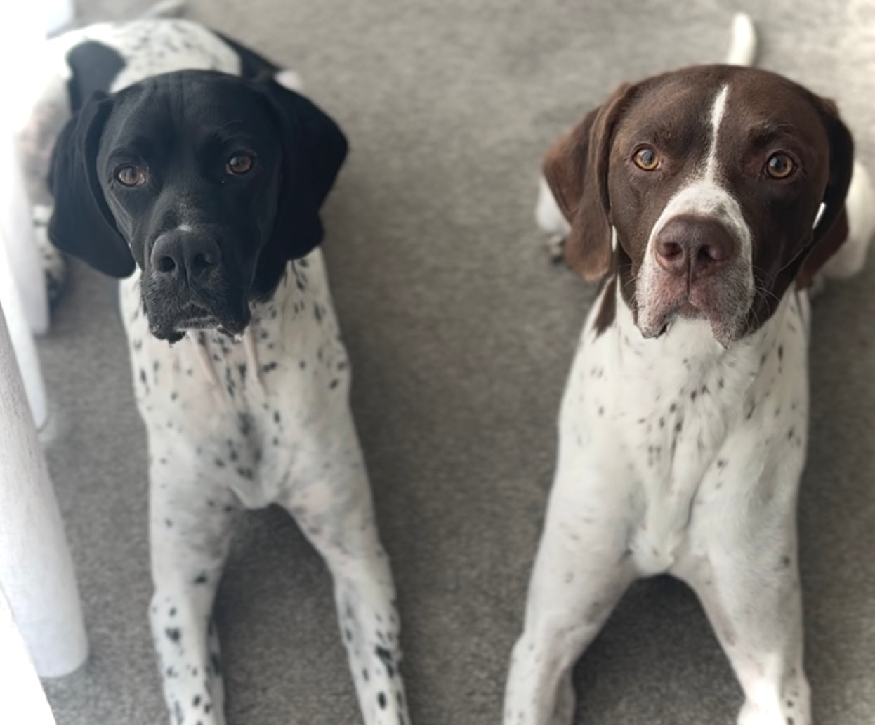 Meet Charlie & Luna: The Heart Behind the Brand