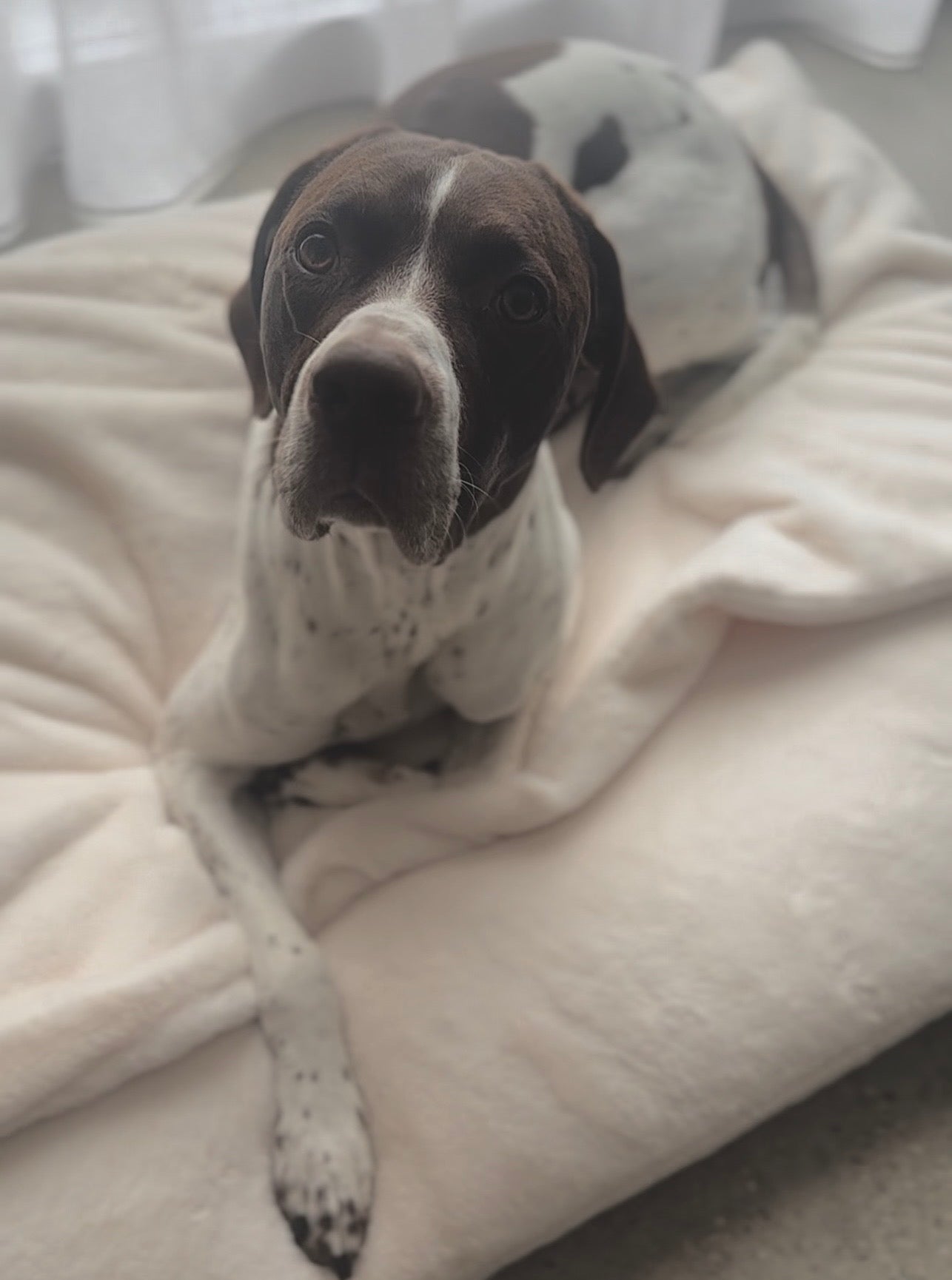 The Art of Choosing the Perfect Dog Bed: Comfort Meets Calm