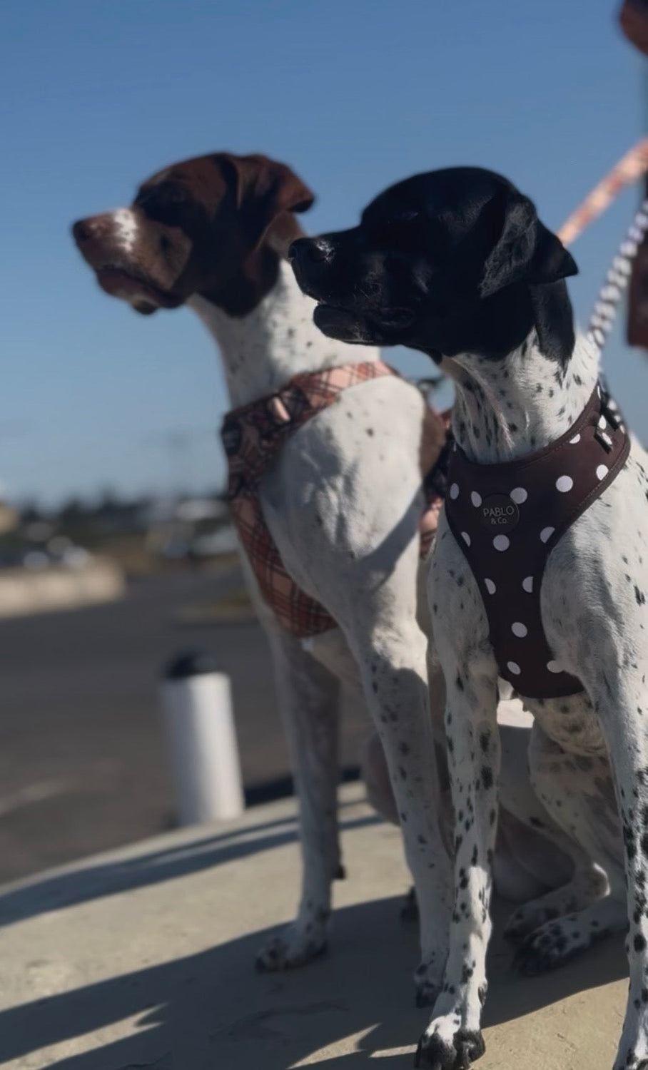 The Charlie & Luna Edit