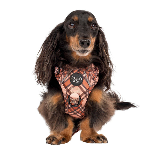 Pablo & Co. Boutique - Kensington: No Pull Adventure Harness: S