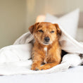Load image into Gallery viewer, Dog & Puppy Blanket in Light Grey Essentials Plush
