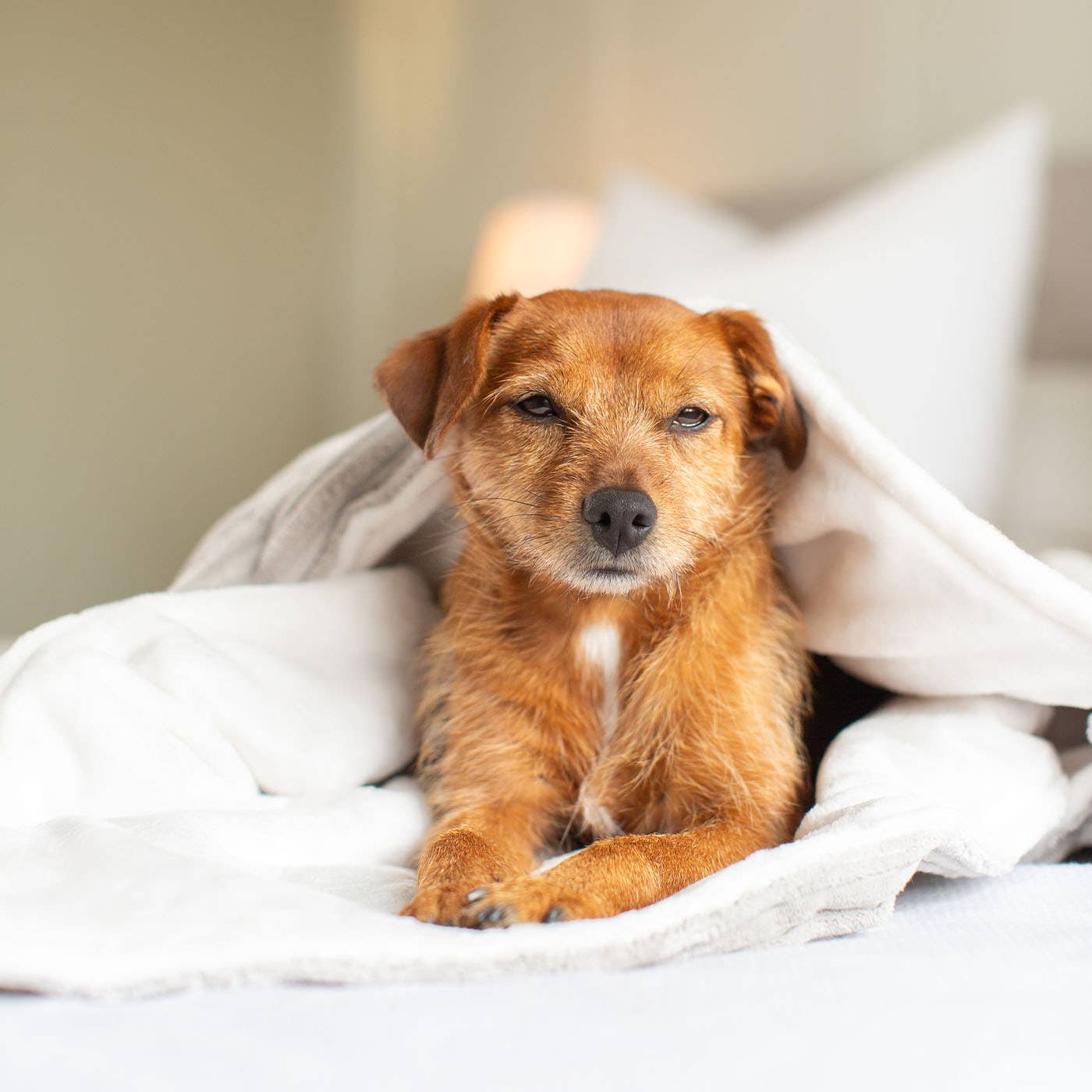 Dog & Puppy Blanket in Light Grey Essentials Plush