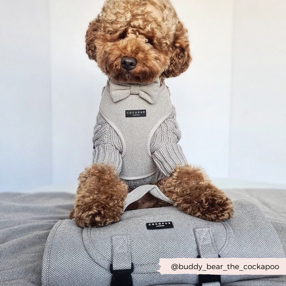 Brown Tweed Adjustable Neck Harness