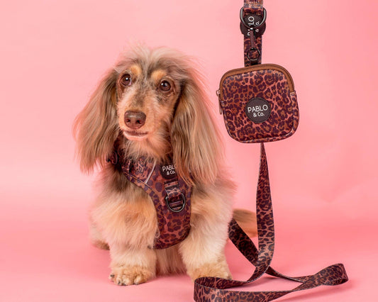 Pablo & Co. Boutique - Leopard: Dog Leash: 1.5cm