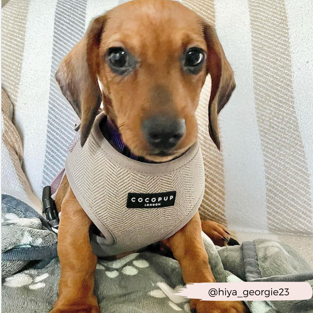 Brown Tweed Adjustable Neck Harness