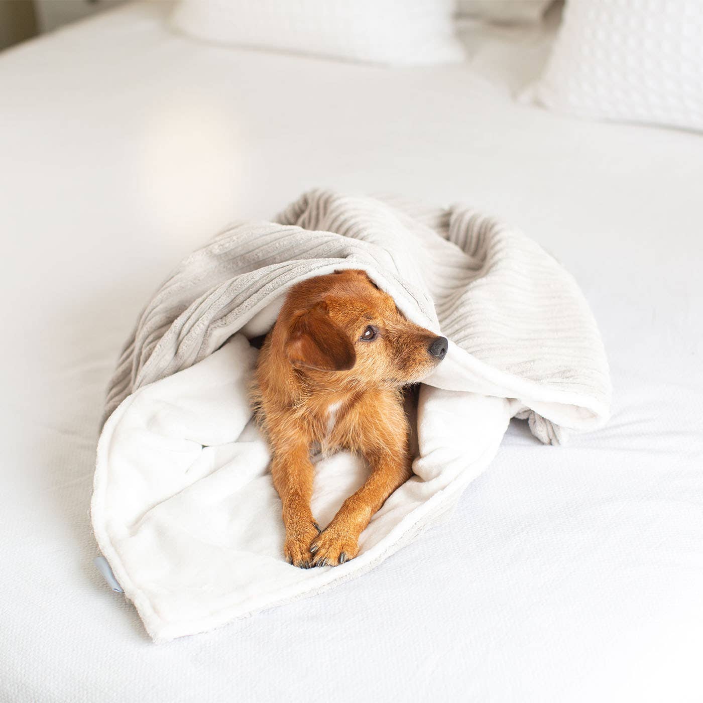 Dog & Puppy Blanket in Light Grey Essentials Plush