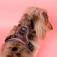 Load image into Gallery viewer, Pablo & Co. Boutique - Leopard: No Pull Adventure Harness: XS
