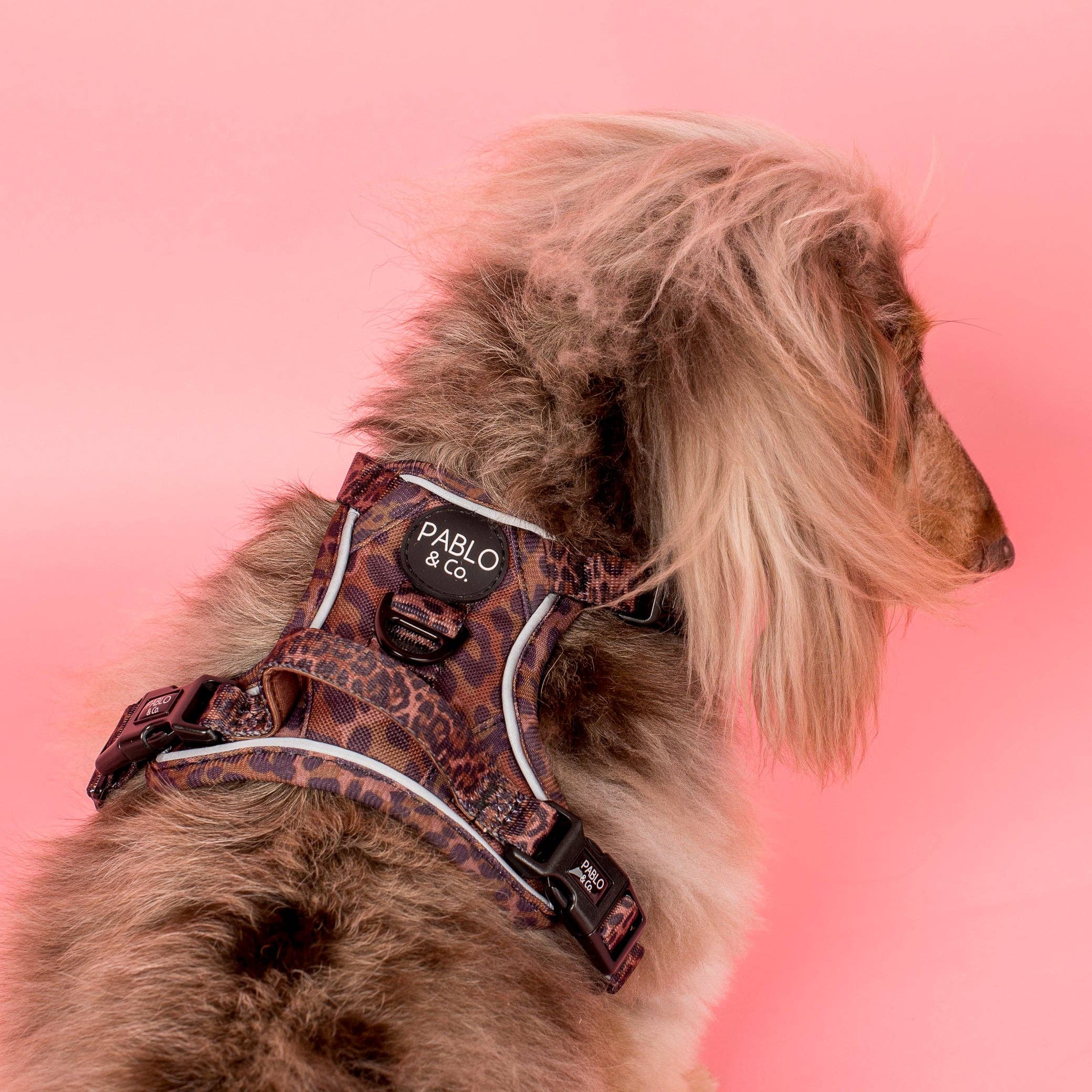 Pablo & Co. Boutique - Leopard: No Pull Adventure Harness: XS