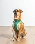 Load image into Gallery viewer, Wild One - Harness: Moonstone / MEDIUM
