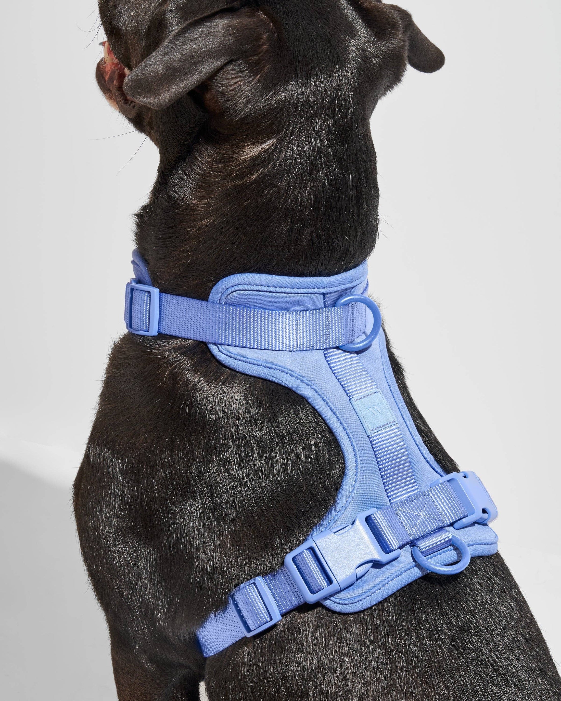 Wild One - Harness: Moonstone / MEDIUM