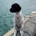 Load image into Gallery viewer, Tweed Lead - Brown
