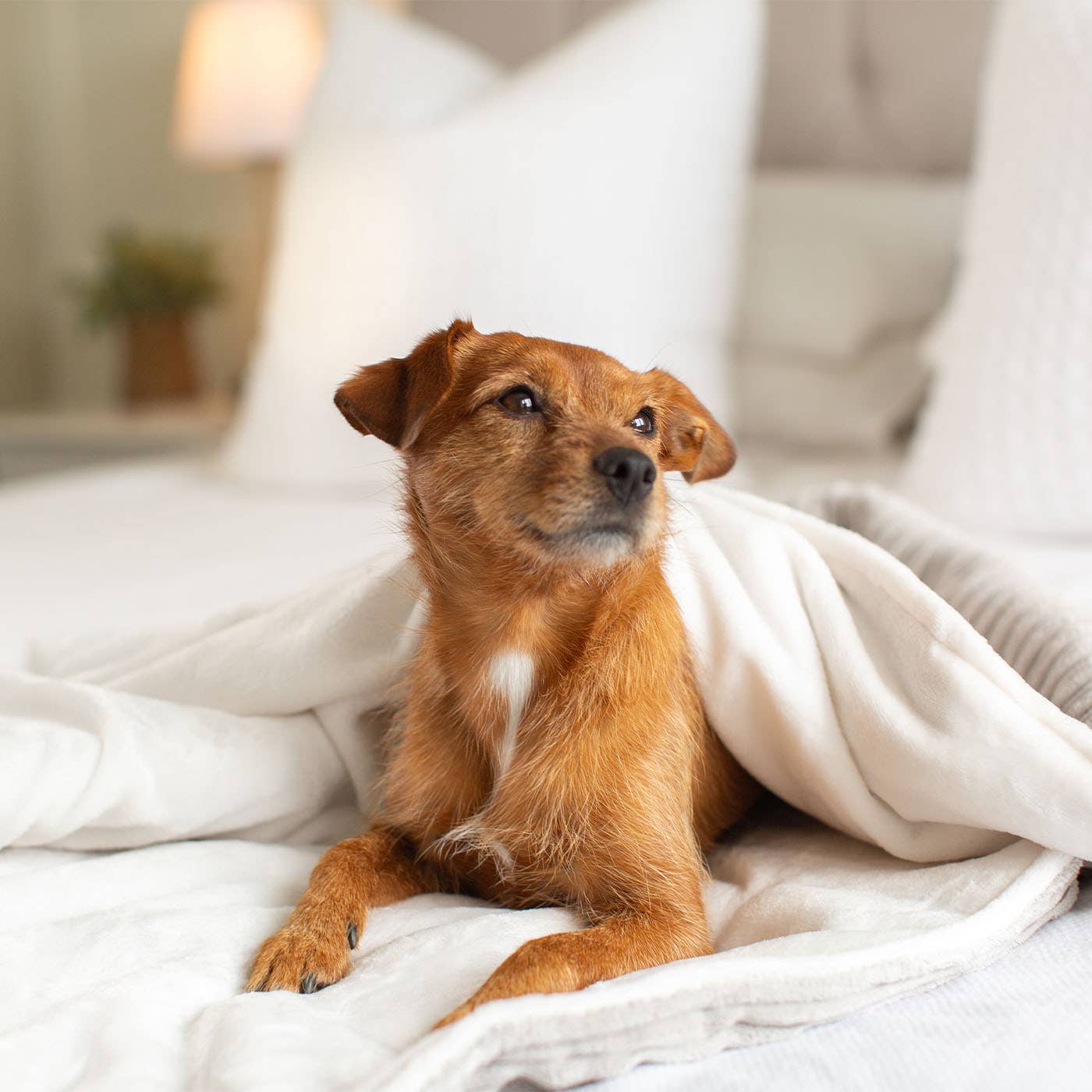 Dog & Puppy Blanket in Light Grey Essentials Plush