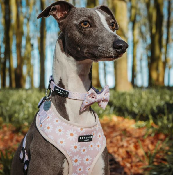 Daisy Chain Collar