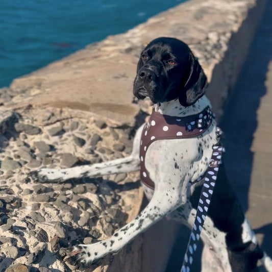 Polka Dots: Adjustable Harness