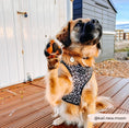 Load image into Gallery viewer, Black Leopard Adjustable Neck Harness
