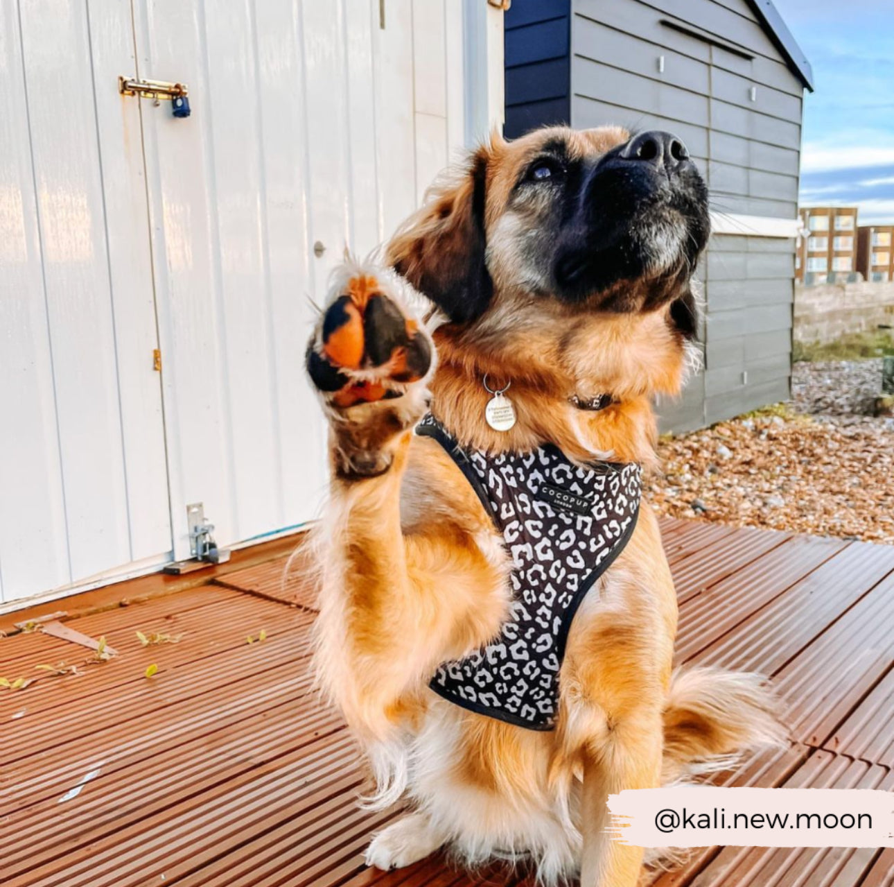 Black Leopard Adjustable Neck Harness