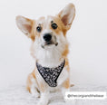 Load image into Gallery viewer, Black Leopard Adjustable Neck Harness
