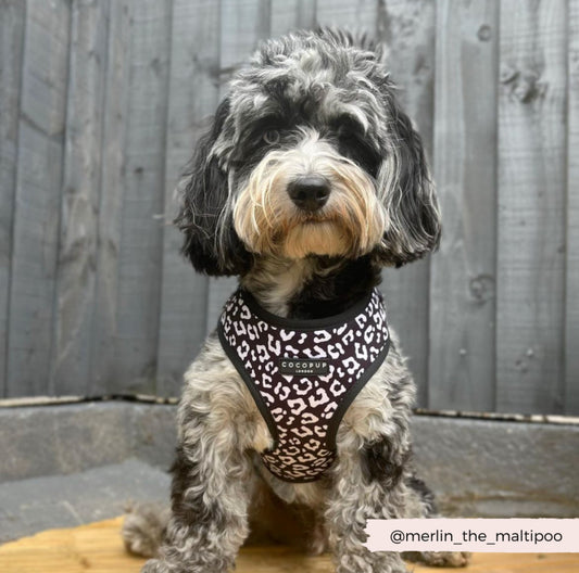Cocopup London - 🖤Black Leopard Adjustable Neck Harness