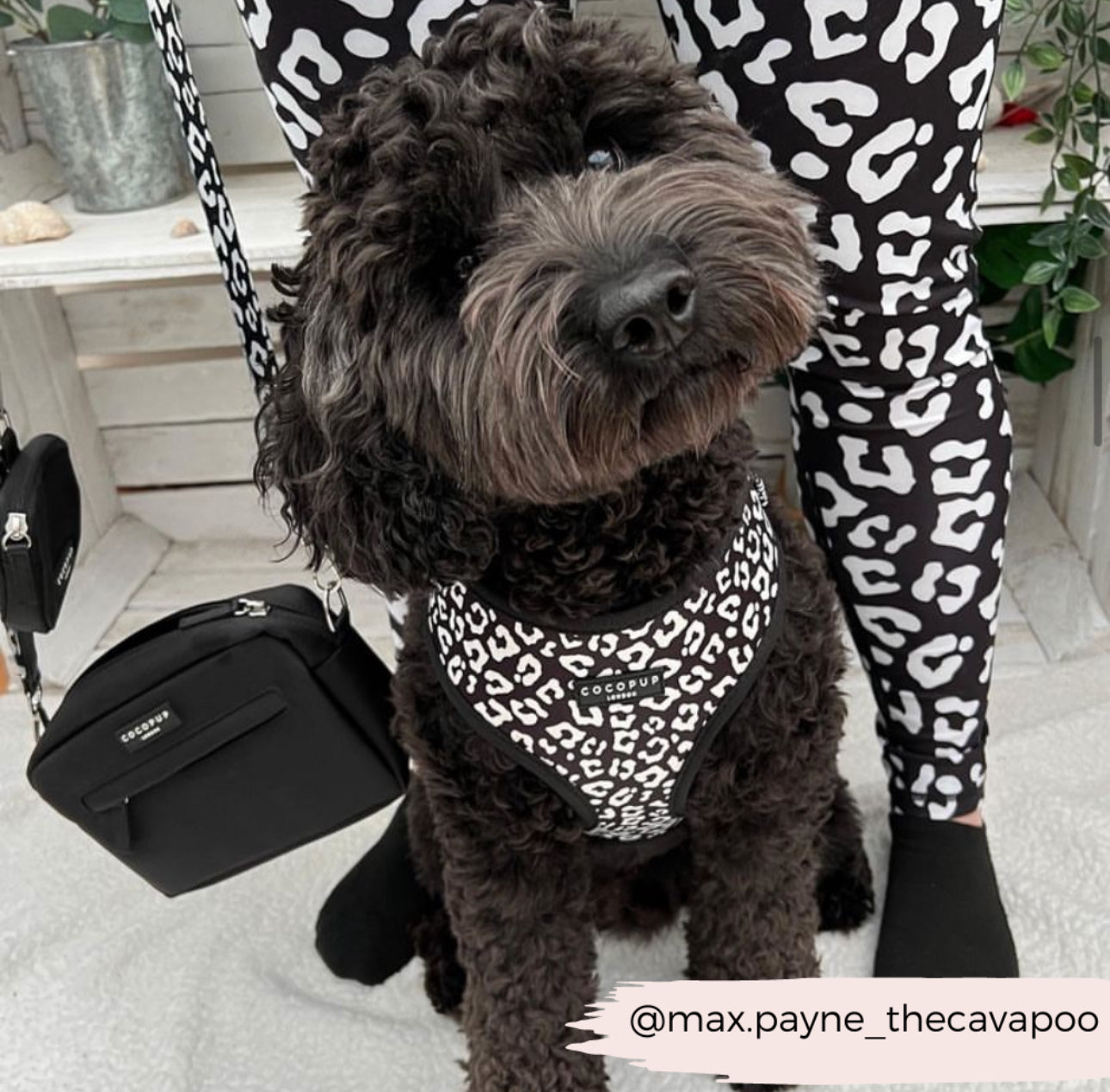 Black Leopard Adjustable Neck Harness