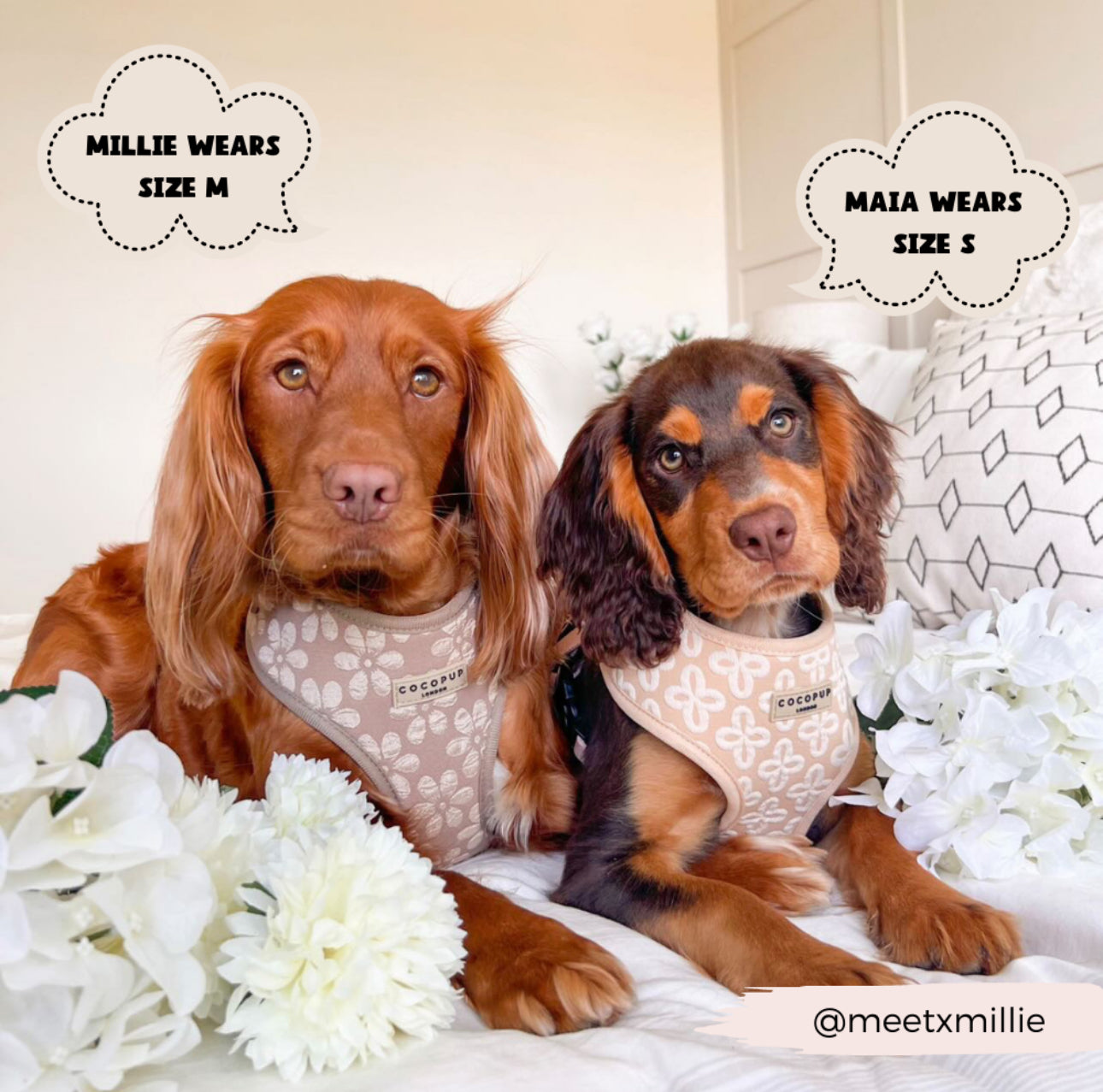 Cocopup London - 🌸 Mocha Flower Adjustable Neck Harness