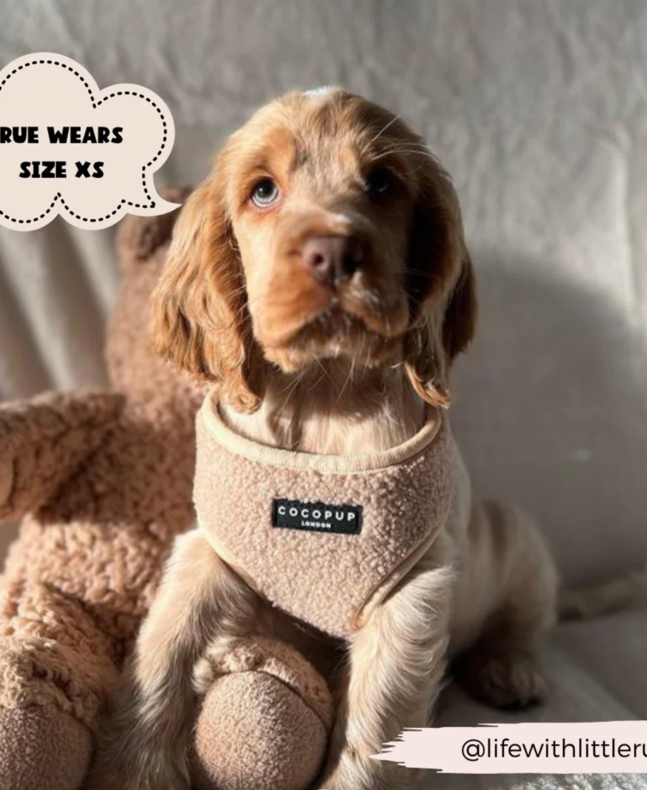 Cocopup London - 🧸 Teddy Rupert Adjustable Neck Harness