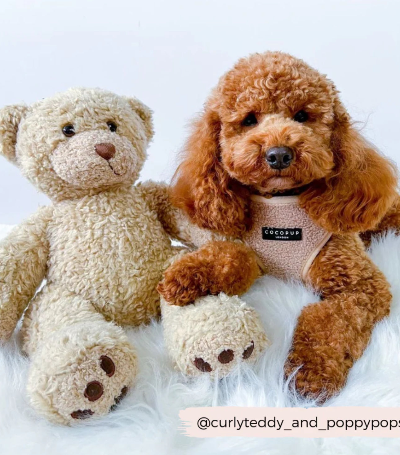 Cocopup London - 🧸 Teddy Rupert Adjustable Neck Harness