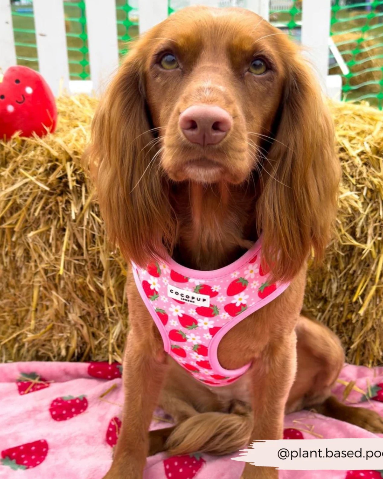 Pupberry Fields Adjustable Neck Harness