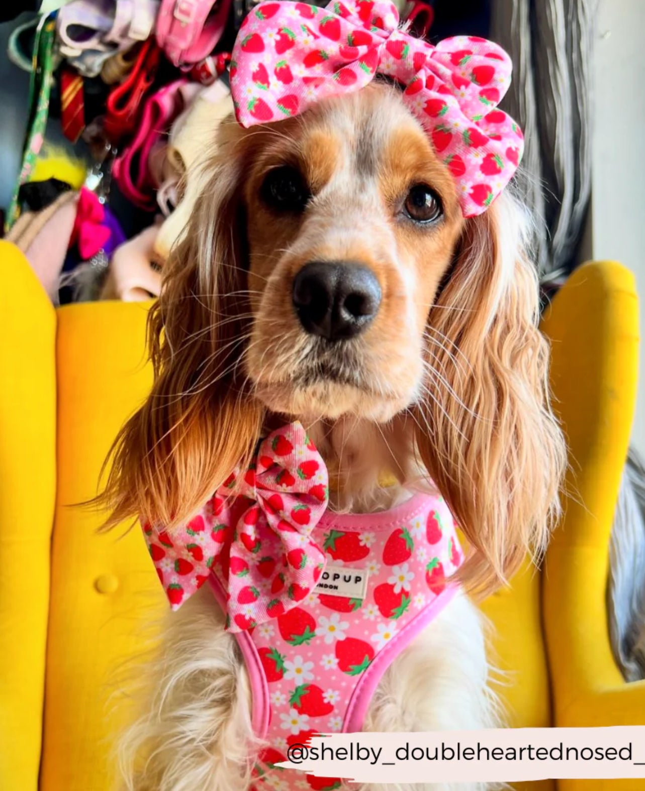 Pupberry Fields Adjustable Neck Harness