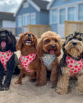 Load image into Gallery viewer, Pupberry Fields Adjustable Neck Harness
