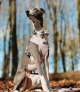 Load image into Gallery viewer, Daisy Chain Adjustable Neck Harness

