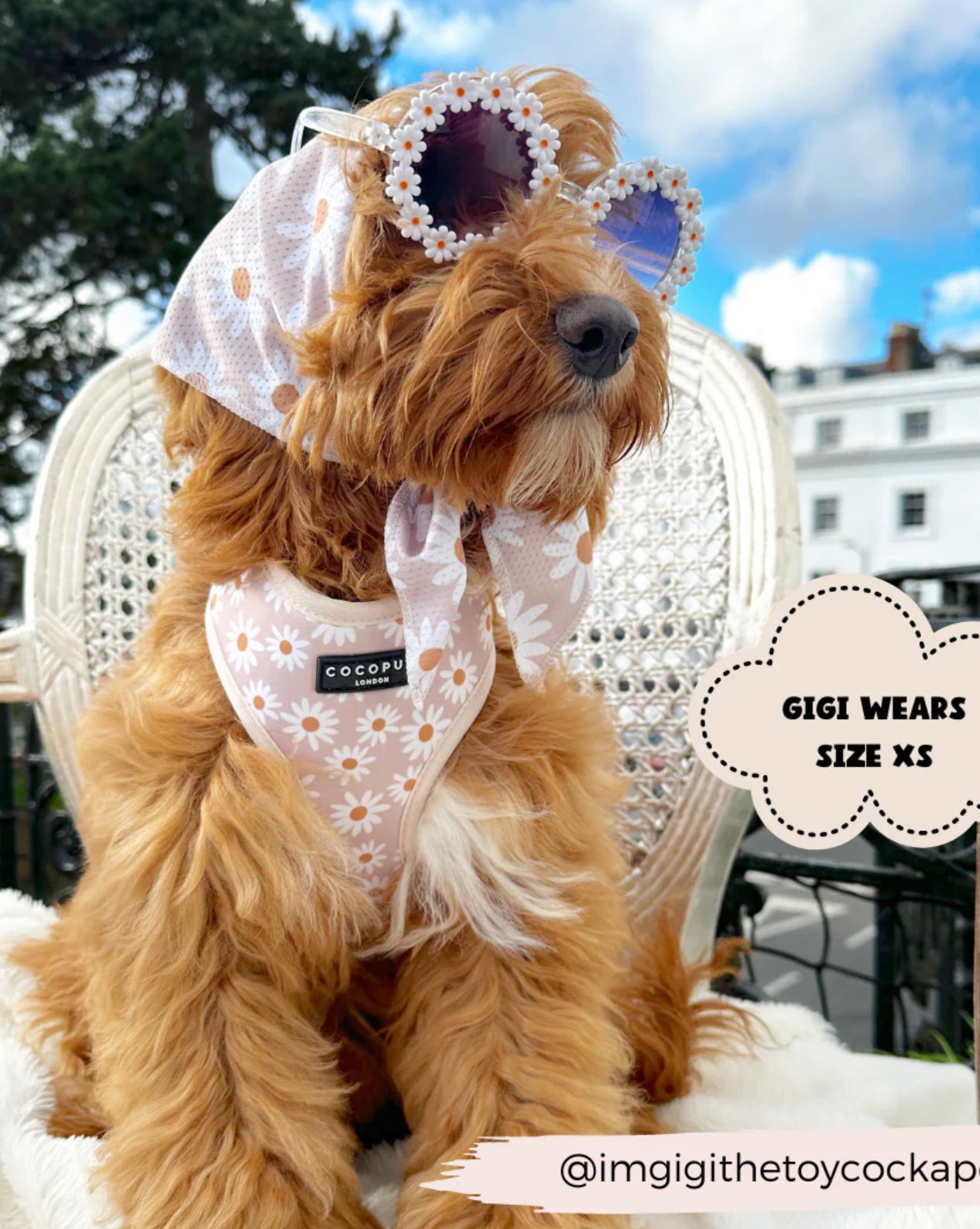 Daisy Chain Adjustable Neck Harness