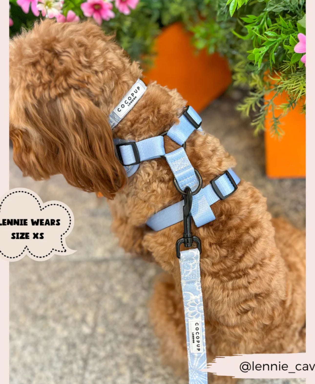 Baby Blue Flower LUXE Adjustable Harness