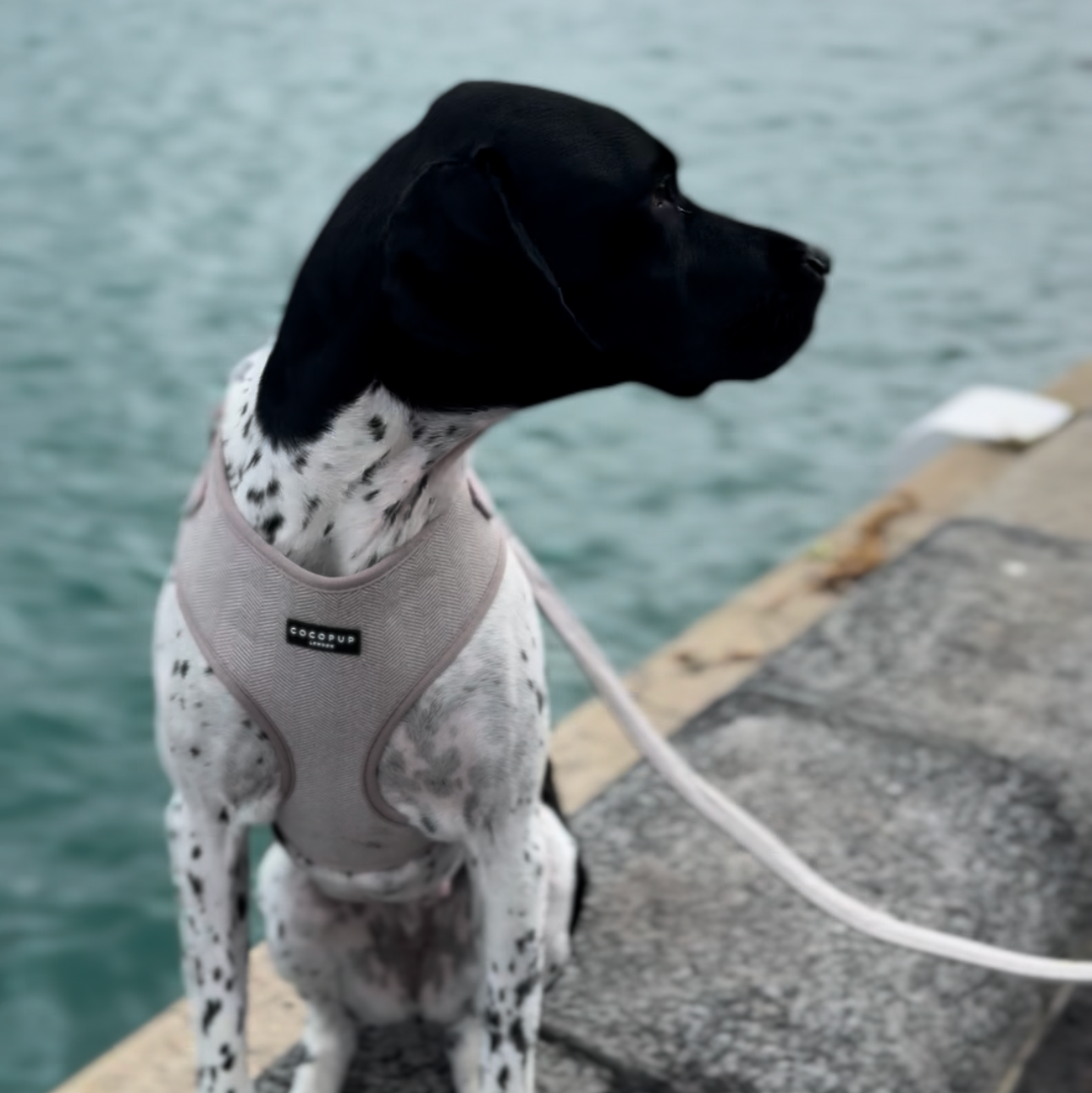 Brown Tweed Adjustable Neck Harness