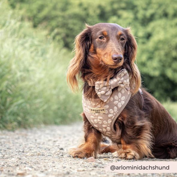 Mocha Flower LUXE Bow Tie