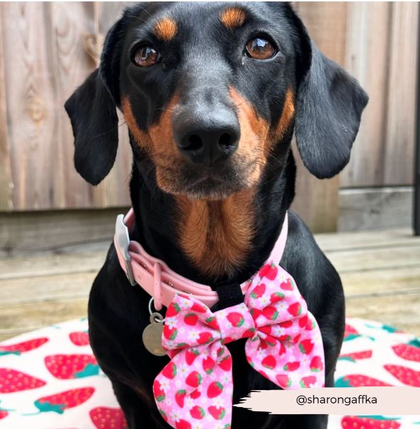 Pupberry Fields Sailor Bow Tie