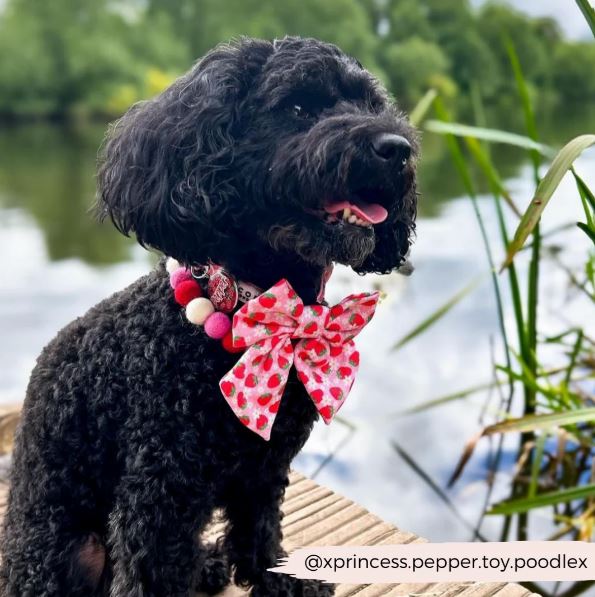 Pupberry Fields Sailor Bow Tie