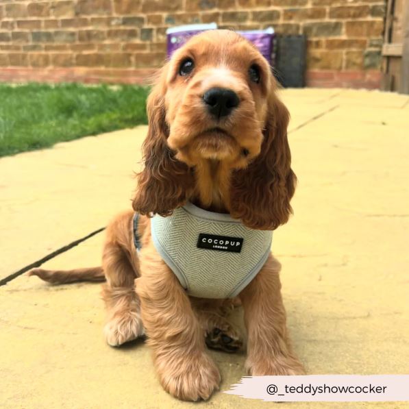 Cocopup London - 🌿 Sage Tweed Adjustable Harness